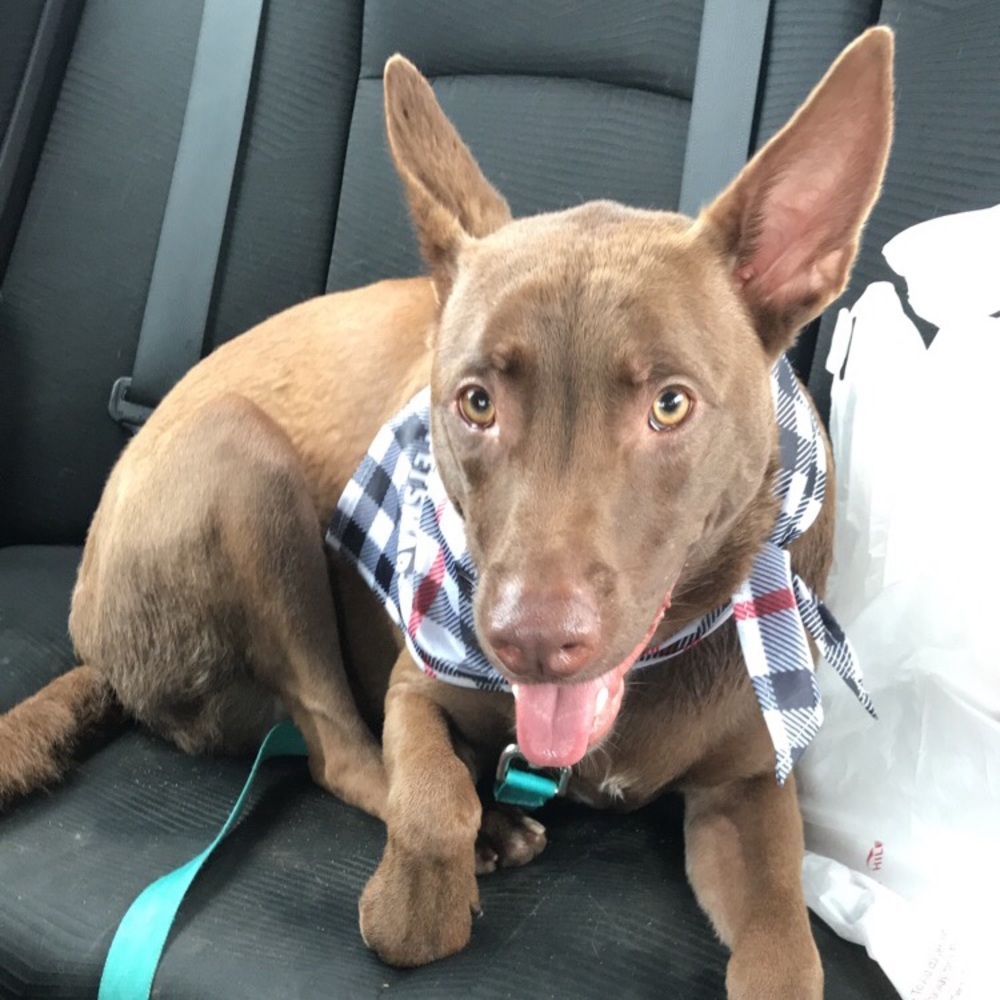 Meet your Posher, Cassidy